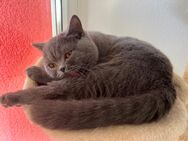 12 Monate alte BHK Katze abzugeben - Frankfurt (Main) Eckenheim