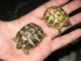 Griechische Landschildkröten Babys weiblich in 93161