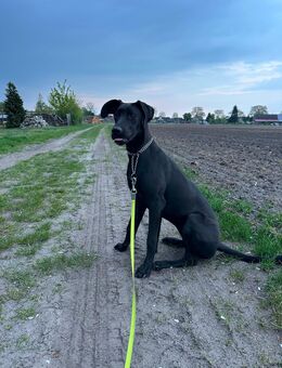 Deutsche dogge mix abzugeben in liebevolle Hände - Groß Laasch