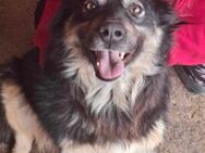 Laika, lebenslustig und menschenbezogen - Bonndorf (Schwarzwald)