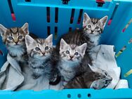 Maine coon Mix Kitten silver Braun getiegert Abgabebereit - Karstädt (Brandenburg)