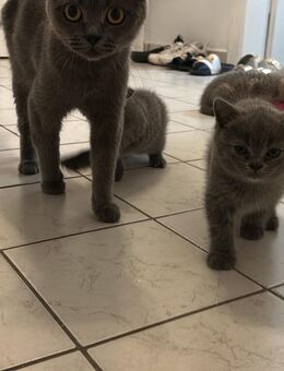 🐾 Zauberhafte BKH Kitten suchen ein liebevolles Zuhause 🐾 - Herne
