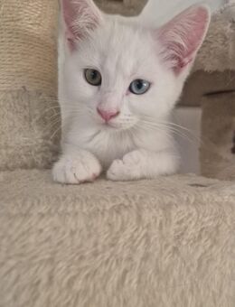 Zuckersüße Katzenbabys mit British Kurzhaar & Maine-Coon-Eltern suchen Zuhause - Koblenz