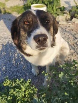 RITA - verspielt, lieb, selbstbewusst - Aerzen