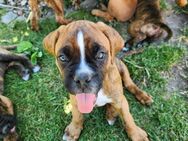 Wundervolle Boxerwelpen suchen ein neues Zuhause - Wittstock (Dosse)