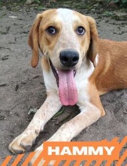 Hammy - lieber Clown sucht das Glück - Berlin