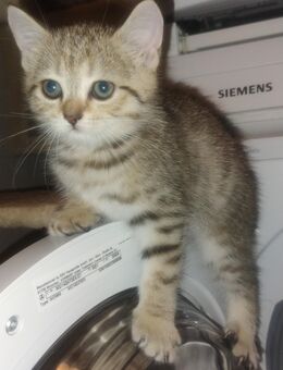 BKH Kitten - Lahr (Schwarzwald)