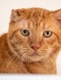 Schmusekater Van Gogh sucht Kuschelort - Bad Camberg