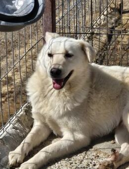 JURI sucht liebes u.erfahrenes Zuhause - Neuberg