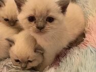 Britisch kurzhaar kitten mit Himmel blau Augen - Düsseldorf