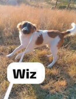 Wiz - ein Rassehund, kein Witz - Berlin