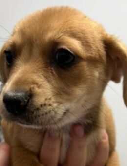 zuckersüße PEACH sucht ihre Familie - Kallmünz