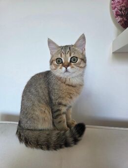 BKH Kater 5 Monate zu vergeben - Wandlitz