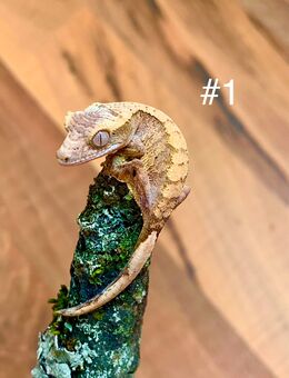 0.0.7 Correlophus Ciliatus (Kronengecko) - Waldbronn