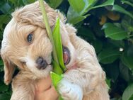 Maltipoo Welpen - Minden (Nordrhein-Westfalen)