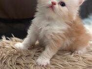 Perser,Ragdoll Langehaare Mix Kitten abzugeben - Düsseldorf