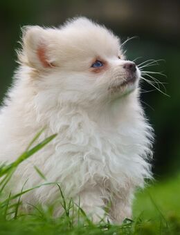 Pomeranian/Zwergspitzhündin - Soest