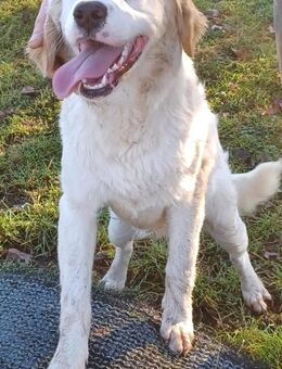 Smilla, a.d.Tierschutz, sucht liebes Zuhause - Boxberg (Oberlausitz)