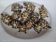 Griechische Landschildkröten Babys "Testudo hermanni" - Köln