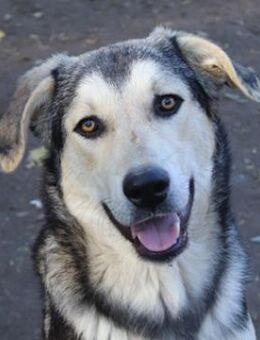 Vojan, geb. ca. 05/2024, GRIECHENLAND - Markdorf