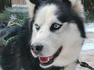 FELIX 2 ist liebenswert und freundlich - Hof