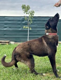 Smoky - vom Mobbingopfer zum Traumhund - Mettmann