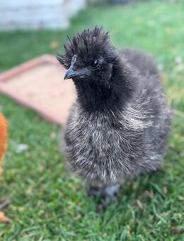 Seidenhuhn groß Hahn (schwarz gesperbert) - Greifenstein