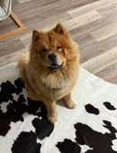 Chow chow rüde in 48431