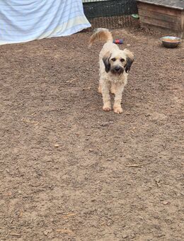 Unser hübscher Pudelmischlingsrüde Charlie wird 2 Jahre alt, ca 40-45 cm , kastr. sucht ein Zuhause - Angern
