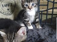 Hauskatzen suchen neues Zuhause - Jarmen