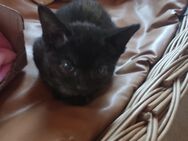 BritischKurzhaar mit unbekanntem Kater Babys zu verkaufen - Herbolzheim