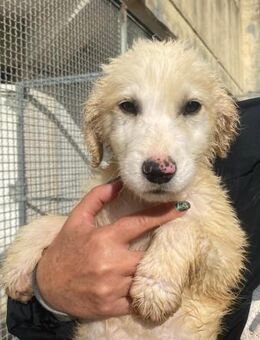 Gerard wartet im städtischen Canile - Bad Vilbel