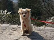 Lebensfrohe Emmy sucht Kuschelplatz - Koblenz
