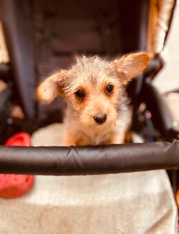 Zuckersüße Yorkshire Terrier x Chihuahua mischlings Welpe - Gelnhausen