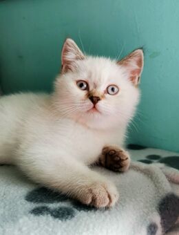 BKH Kitten Bärchen - Ludwigshafen (Rhein)