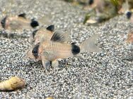 Corydoras Panda - Hannover