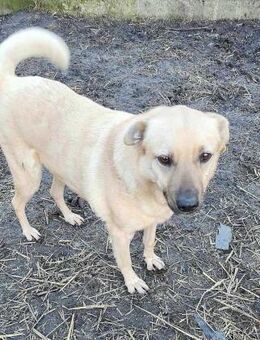 LYSETT ♥ gerettet aus Tötung Slatina - Uetze