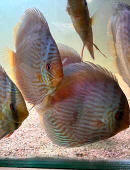 Heckel WF Rio Unini - Wildberg (Baden-Württemberg)