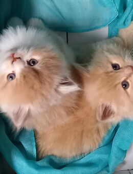 Maine coon- Perser Mischlingsbabys - Frauenstein