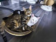 Fynn & Loki suchen gemeinsam ein Zuhause - Plankstadt
