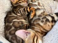 Reinrassige Bengal Kitten - 2 Suchen noch - Hennef (Sieg)