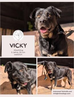Vicky: Sensible, treue Hündin - Brühl (Nordrhein-Westfalen)