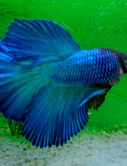 Kampffisch Männchen, Double Tail blau - Hohenroth