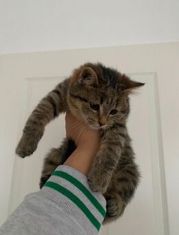 BKH/EKH Mischlinge – Süße Katzenbabys abzugeben 🐾 - Krefeld