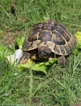 Griechische Landschildkröten aus liebevoller Hobbyzucht zu verkaufen - Rheine