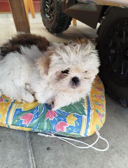 Peaches Shih-Tzu Welpe - Stuhr