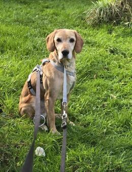 Asmus - eine typische Labradorseele - Schafflund