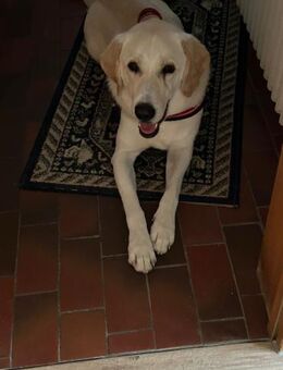 Arco wünscht sich das passende Zuhause🍀 - Grasbrunn