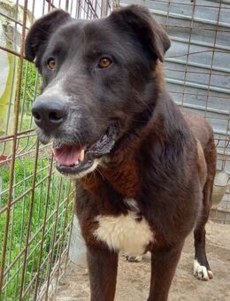 Skipper - Platz als Einzelprinz gesucht - Dreikirchen