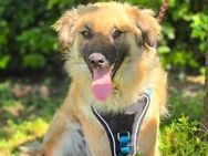 Fritz sucht ein Zuhause - Linden (Hessen)